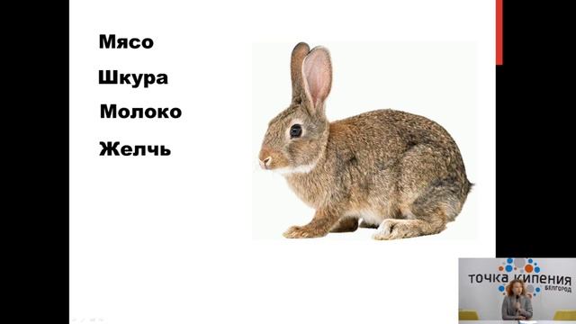 Лекция 12. Кролики это не только ценный мех