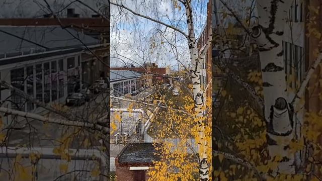 Цой - Моя ты музыка  #Цой #Кино #mihalich #викторцой #ремикс #кавер