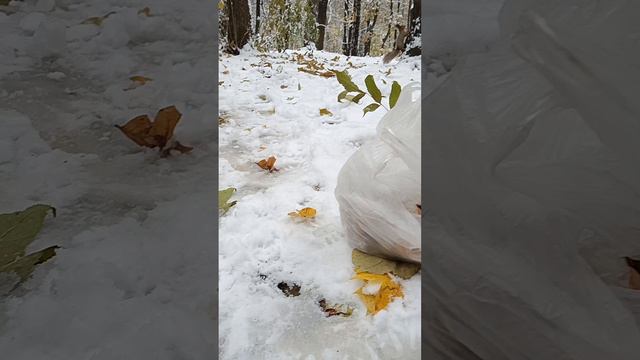 Белки, осень, первый снег