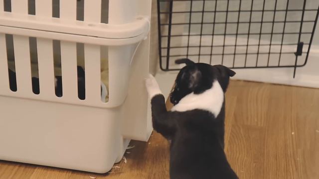 Boston Terrier Puppies - Week 6
