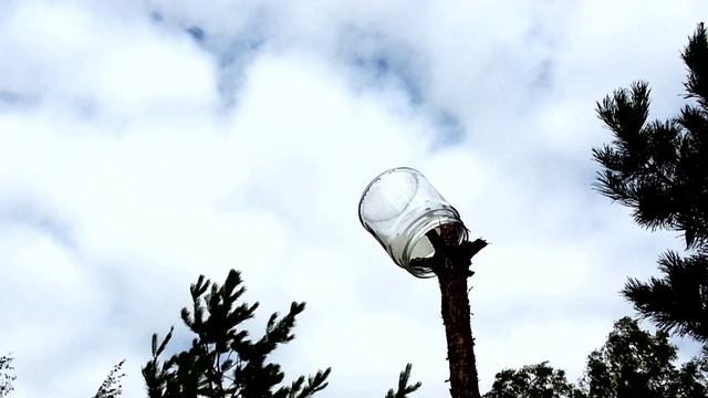 Бутылка и банка на дереве