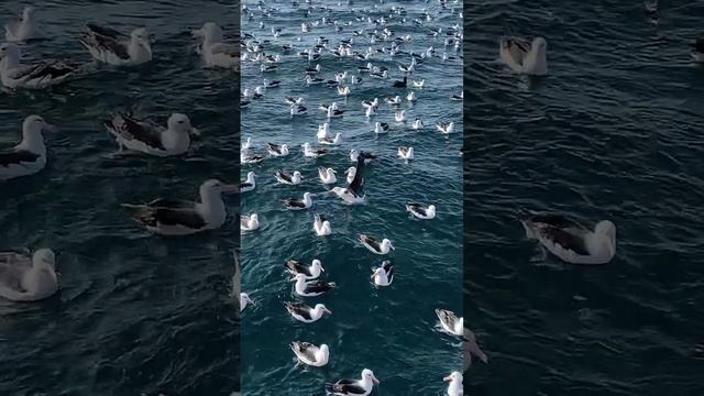 A Sea of Albatross   ViralHog