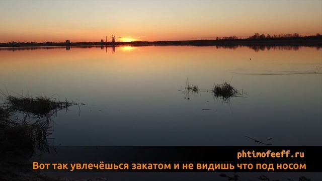 Водяные крысы Лахтинского разлива