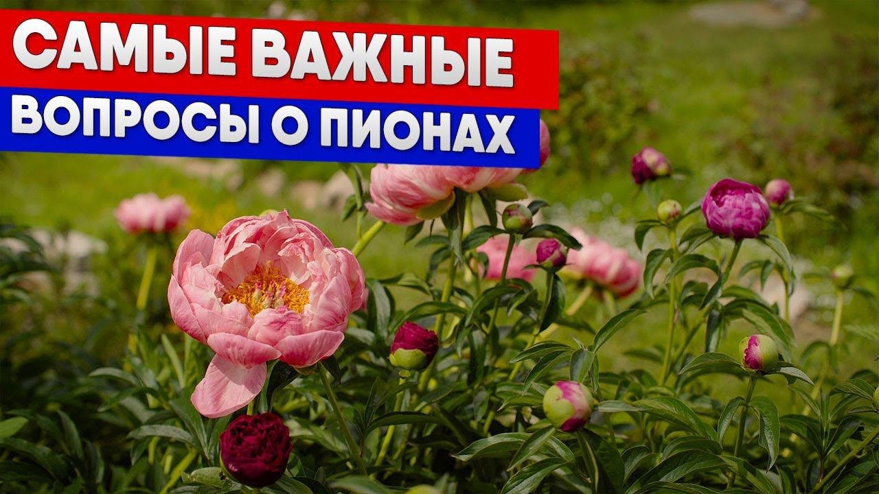 Самые важные вопросы о пионах