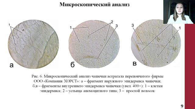 СРАВНИТ. ФАРМАКОГНОСТИЧЕСКИЙ АНАЛИЗ ОБРАЗЦОВ HERBA ASTRAGALI MEMBRANACEI РАЗЛИЧНЫХ ПРОИЗВОДИТЕЛЕЙ