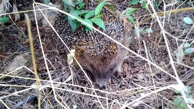 Ёжик в огороде) / European hedgehog