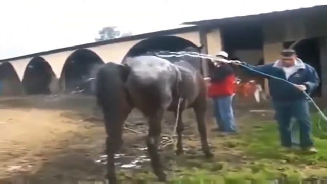 Топ тупых зверей,спаривание ,друссура,р жи и угарай