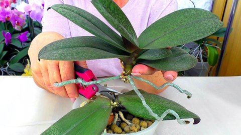 Разрезаю орхидею на две отдельные орхидеи. Размножение орхидеи?