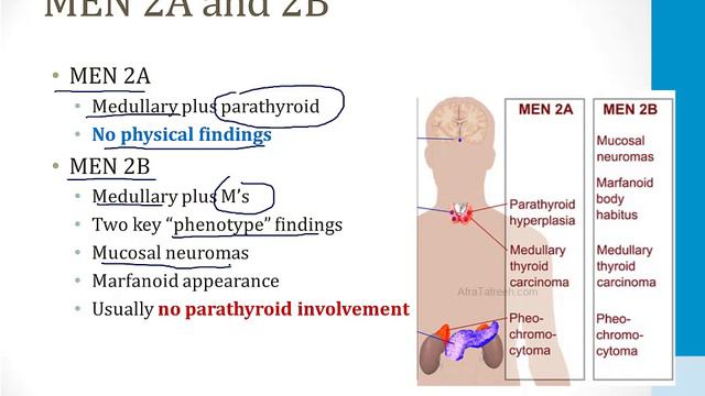 Endocrinology - 5. Other Topics - 3.MEN Syndromes atf