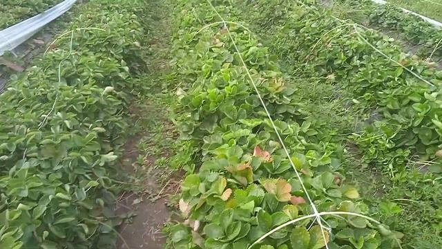 Клубника в Сибири. Обзор рассады 16 августа 2022 г.