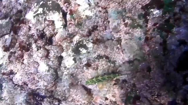 Увидеть в 1 месте: Скаты,мурены,рыба труба,рыба петух,кальмар,морская змея и ТД..