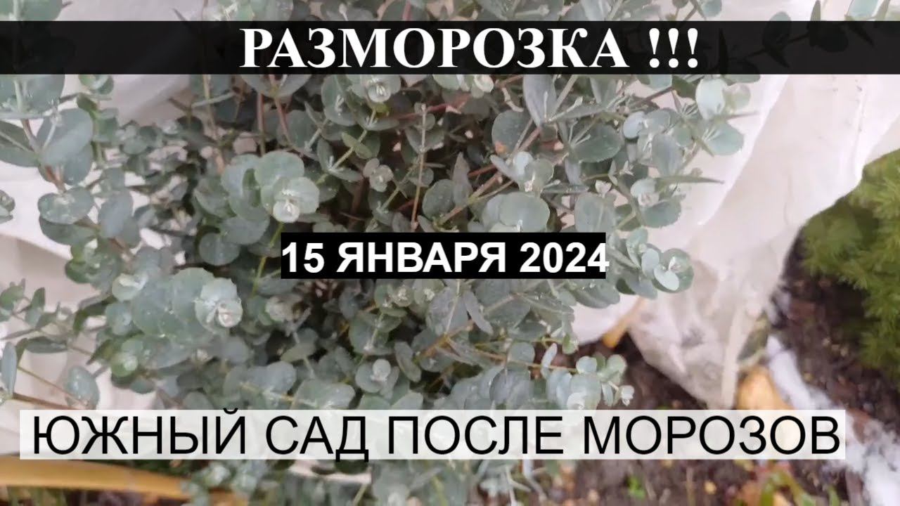 РАЗМОРОЗКА ! Южный сад после морозов! Обзор сада 15 января 2024.РЕДКИЕ РАСТЕНИЯ В ЮЖНОМ САДУ