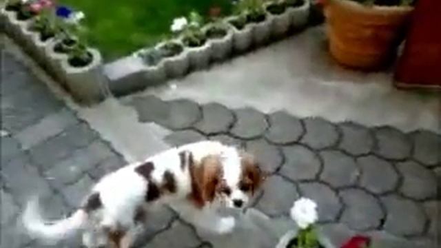 Video d'Enora , une Cavalier King Charles sur la chanson Andy Mein Freund