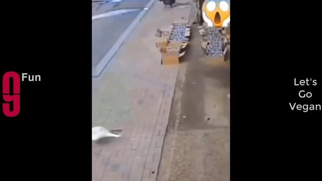 TRY NOT TO LAUGH ? Best Funny Videos Compilation ??? PART 12