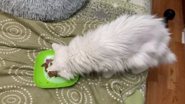 Котики кушают