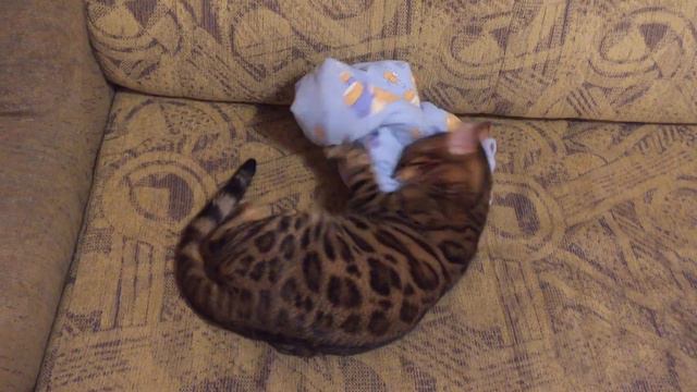 Бенгалка играет с подушкой:)
