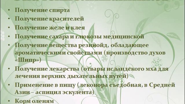 Лишайники
