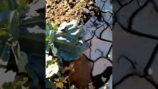 Продолжаем чистить огород.