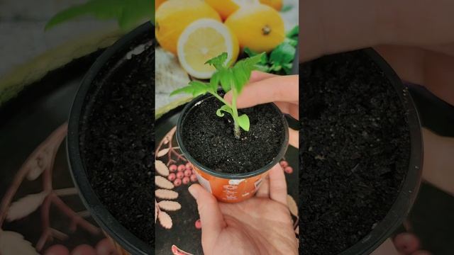 Проблемы с рассадой. Черная ножка.