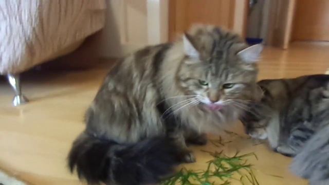 Сибирские коты едят траву