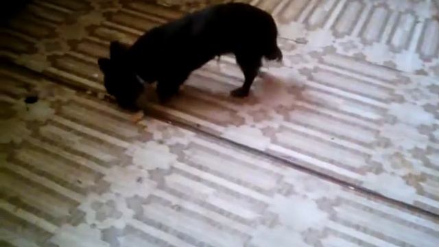 Мне подарили собаку?! 
Неужели?!