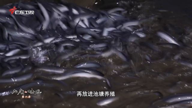 老广做菜刁钻，一条鱼的极致酝酿，从第一刀就让人拍案叫绝！｜老广的味道第6季 ep4 地标食记