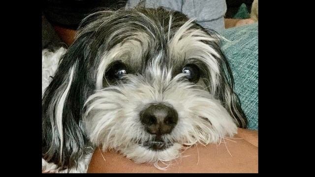 Music for Dog Relaxation! When they are alone in home suffer deep anxiety and loneliness