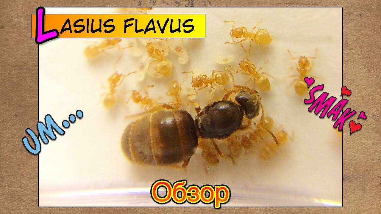 Жёлтый земляной муравей ЛАЗИУС ФЛАВУС  Lasius Flavus  Обзор