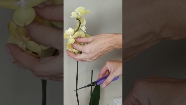 Обрезка цветоносов у орхидей 🌺