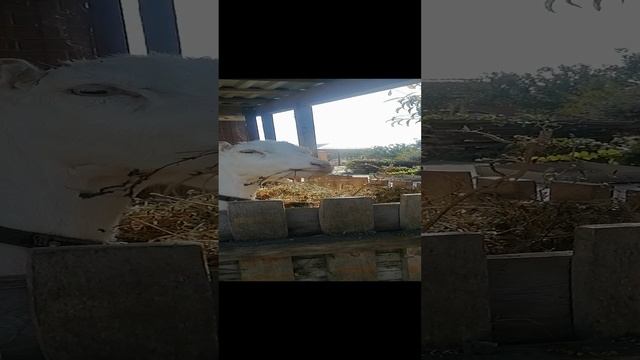 цветы козам, детям мороженое