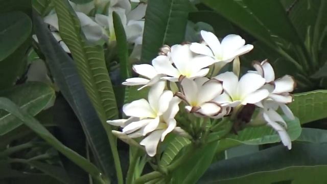 Tree of Plumeria or Frangipani dogbane , Chafa, Champa, चाफा,
