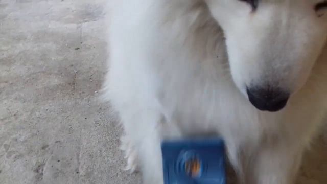 Линька самоеда.