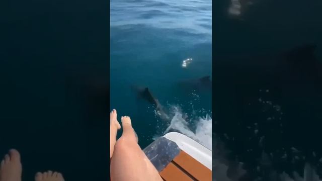 Дельфины в Анапа / Моя Тамань