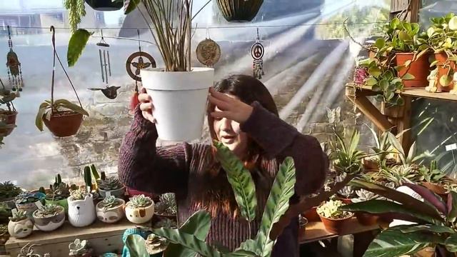 Mis nuevas plantas de interior