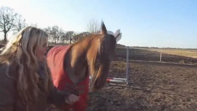 Учат лошадь подавать голос.
