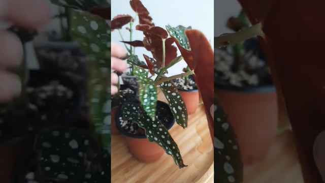 Бегония Макулата - неприхотливая пятнистая бегония #бегония #нижнийновгород #цветынн