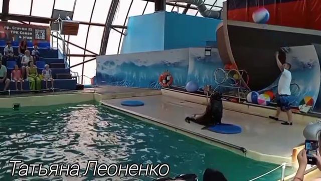 Выступление морского котика в дельфинарии