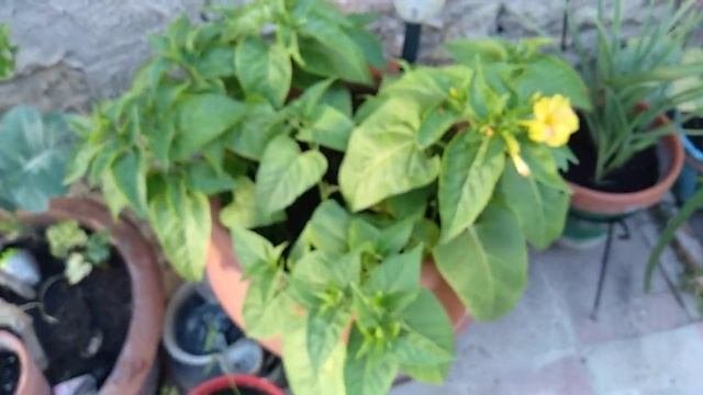 Dompedros Mirabilis jalapa. Cuidados.