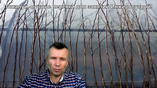 Как укоренить черенки инжира в офисе Почты России. Укоренение черенков инжира. Хранение инжира.
