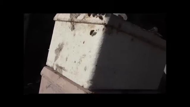 Зимовка на Сибирской пасеке продолжается