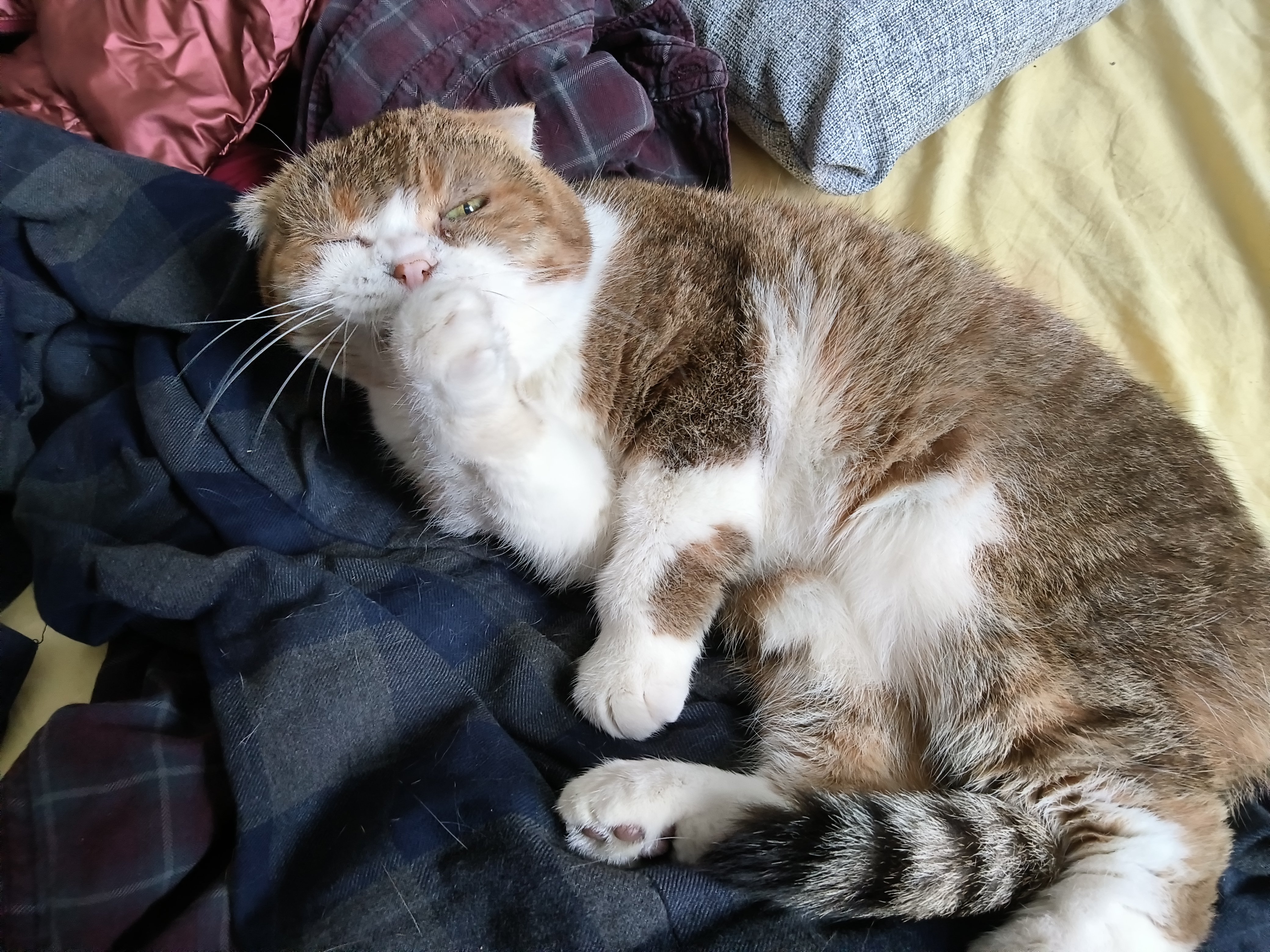 Мой котик