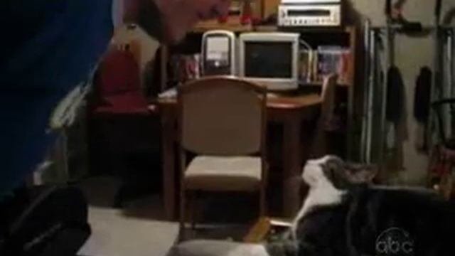 Котэ обыкновенное котэ...
