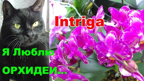 Орхидеи цветут потому, что я их Люблю! Скажите орхидеям что Вы их Любите. ЛЕТНЕЕ цветущие орхидей.