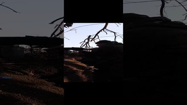сво