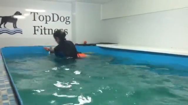 Фитнес для собак - занятия в бассеине