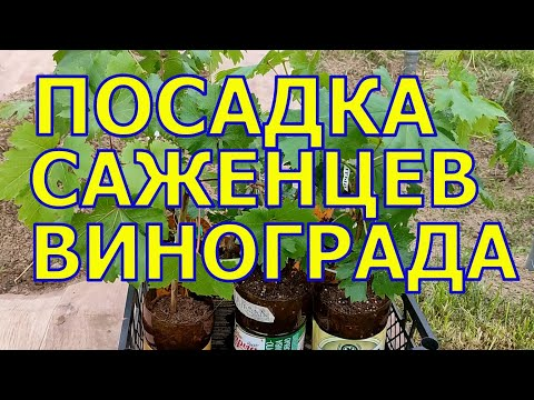 УПЛОТНЁННАЯ ПОСАДКА САЖЕНЦЕВ ВИНОГРАДА.mp4