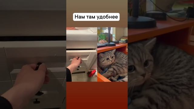 Коту там удобнее #коты #кошки