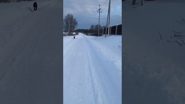 Трой❤️#tttt #cane #канекорсо #canecorso #canecorsoitaliano #канекорсоитальяно