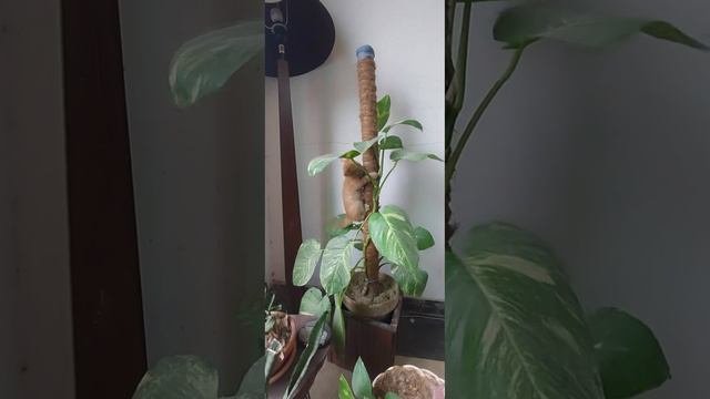 Ginger & The BeanStalk 😂 #kitten  #rescuecats