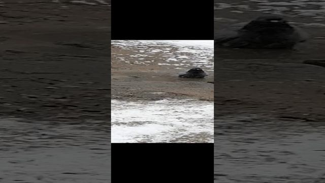 голубь в луже!!!РАСПРОСТРАНЯЙТЕ!!!